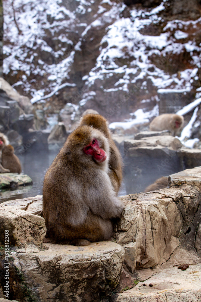 Snow Monkeys (Japanese Macaque) near a warm spring in Japan. Snow Monkeys (Japanese Macaque) near a warm spring in Japan.