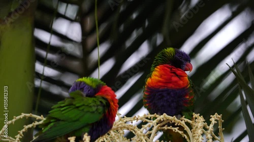 2 Rainbow lorikeets are having rest during the storm.