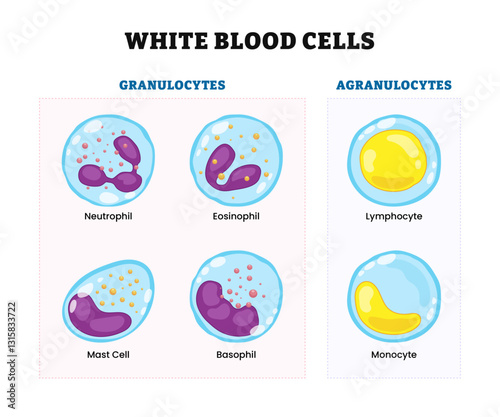 White blood cells diagram poster, biological education. Labeled granulocytes (neutrophil, eosinophil, mast cell, basophil) and agranulocytes (lymphocyte, monocyte). Immune system or response cell.