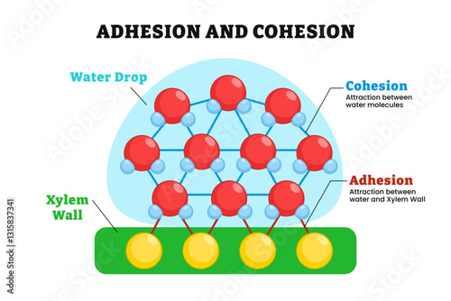 Water and Xylem cell wall molecules under the effect of adhesion and cohesion through hydrogen bonds. Labeled water drop, xylem wall. Biology educational illustration poster design. Adhesive Cohesive