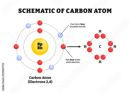 Carbon atom scheme diagram illustration vector. Labeled carbon atom, covalent bonds, shell electron. Caron atomic structure. Chemical education. 