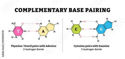 Complementary base pairing hydrogen bonds diagram form chain. Labeled nitrogenous bases adenine, uracil pairs, thymine, cytosine, and guanine. Chemical educational poster vector illustration.