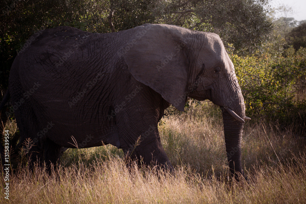 Obraz premium Elephant