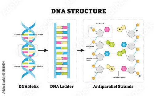 Structure of DNA structure anatomy, detailed diagram poster design. Medical illustration. Labeled DNA Helix, DNA Ladder, antiparallel strands, guanine, cytosine, thymine, adenine, pentose, phosphate.
