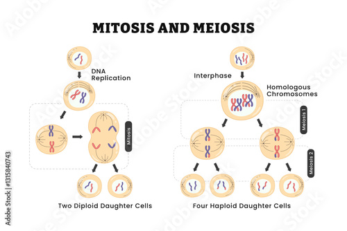 Mitosis and meiosis diagram. Cell division. Comparison diagram, healthcare poster vector illustration. Labeled Prophase, Metaphase, Anaphase, Interphase and Telophase, DNA replication.