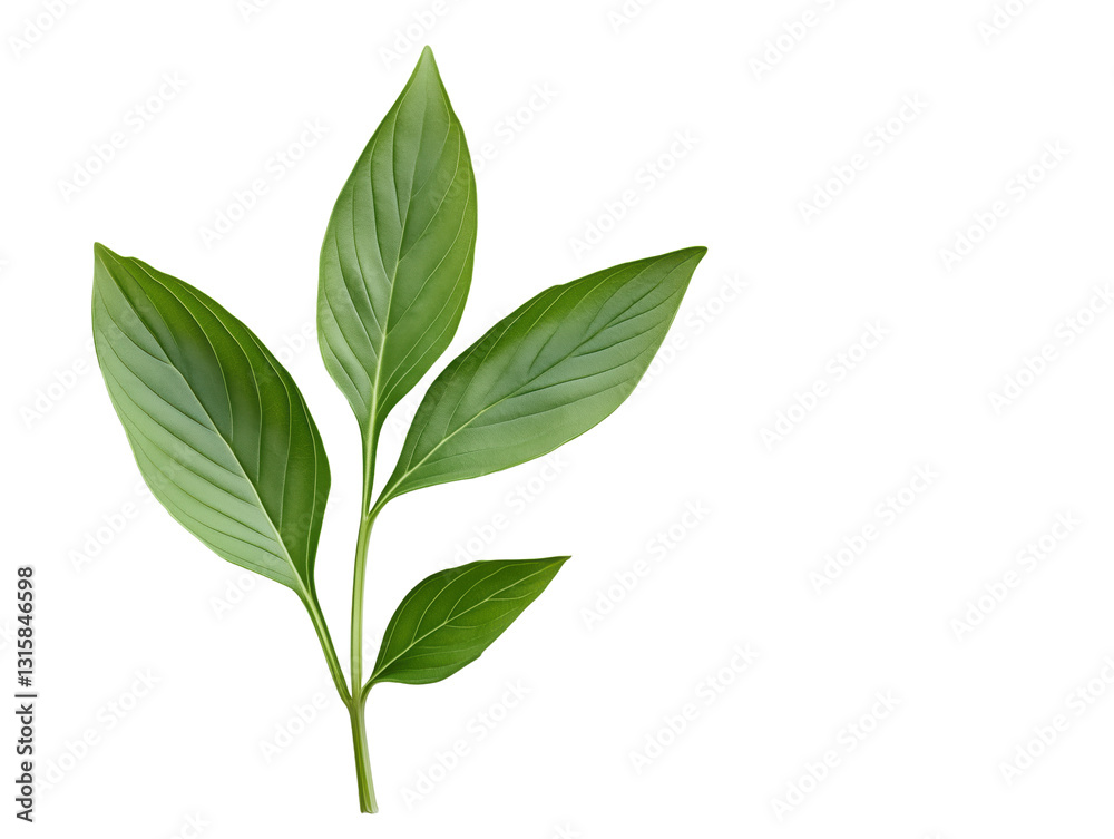 Discover the Aromatic Flavor of Basil: Vibrant Green Herb Leaves That Elevate Your Cooking with Sweet, Peppery Notes in Pasta, Salads, Sauces, and Soups! Discover the Aromatic Flavor of Basil: Vibrant Green Herb Leaves That Elevate Your Cooking with Sweet, Peppery Notes in Pasta, Salads, Sauces, and Soups!