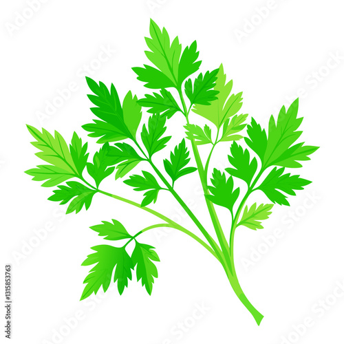 parsley isolated on white background