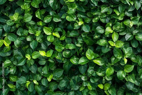 Wallpaper Mural Lush Green Leaves: A Vibrant Nature Background of Fresh, Green Foliage, Greenery, and Plant Life Torontodigital.ca
