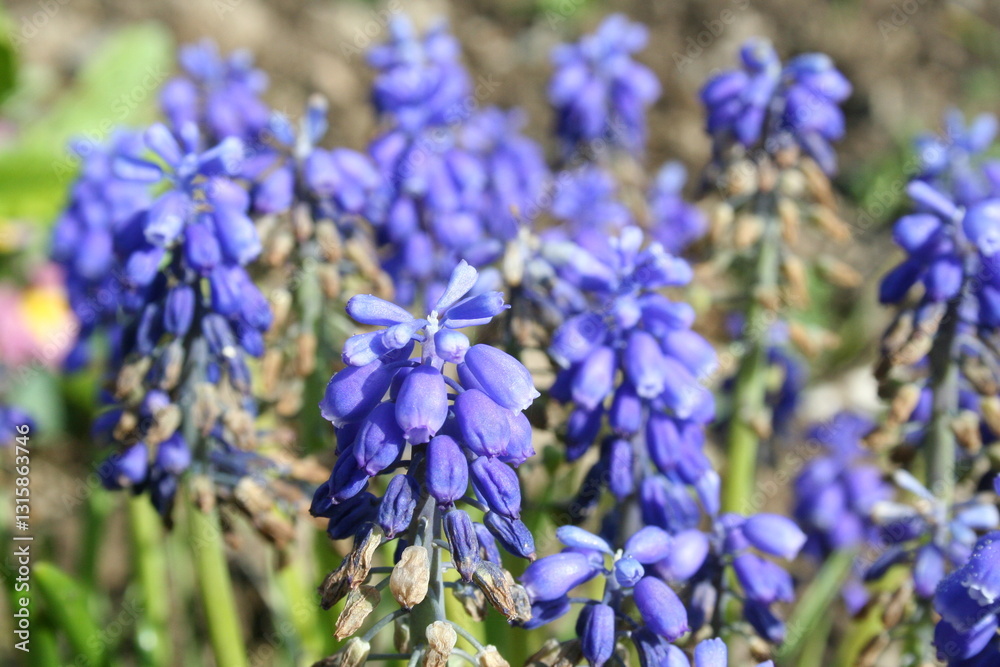 Close-up of Armenian Muscari flowers - Gros plan sur des fleurs de Muscari d'Arménie Close-up of Armenian Muscari flowers - Gros plan sur des fleurs de Muscari d'Arménie