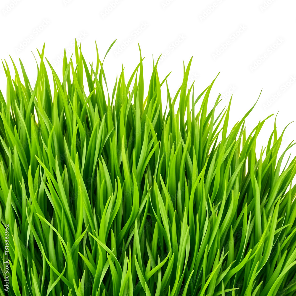 Fototapeta premium green grass isolated on white