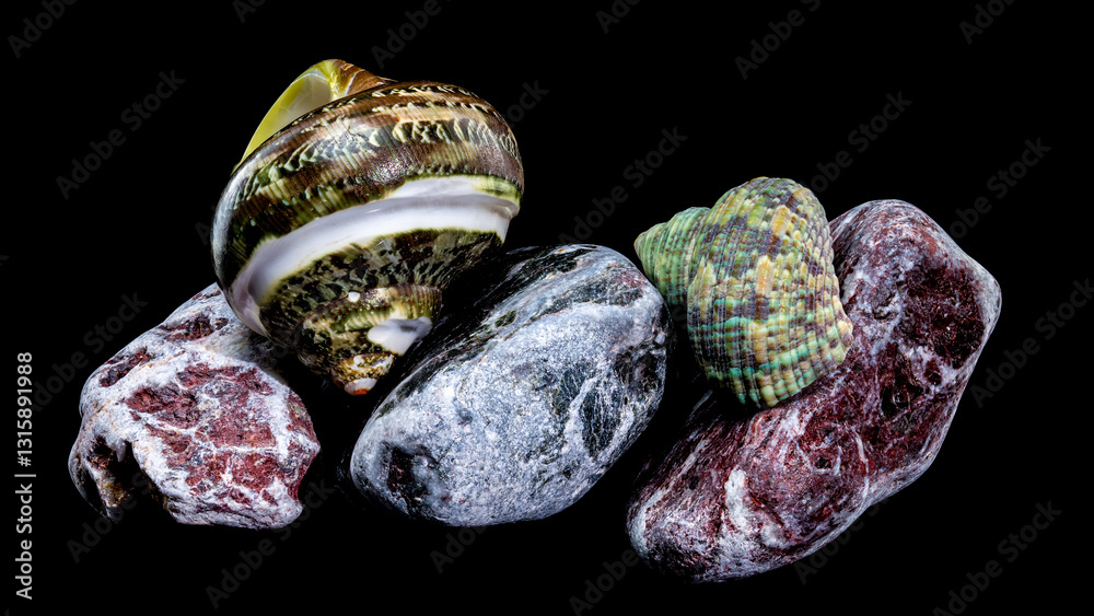 Green Jade Banded Turbo Shell on Stones black background
