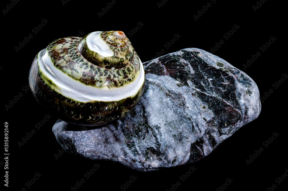 Green Jade Banded Turbo Shell on Stones black background