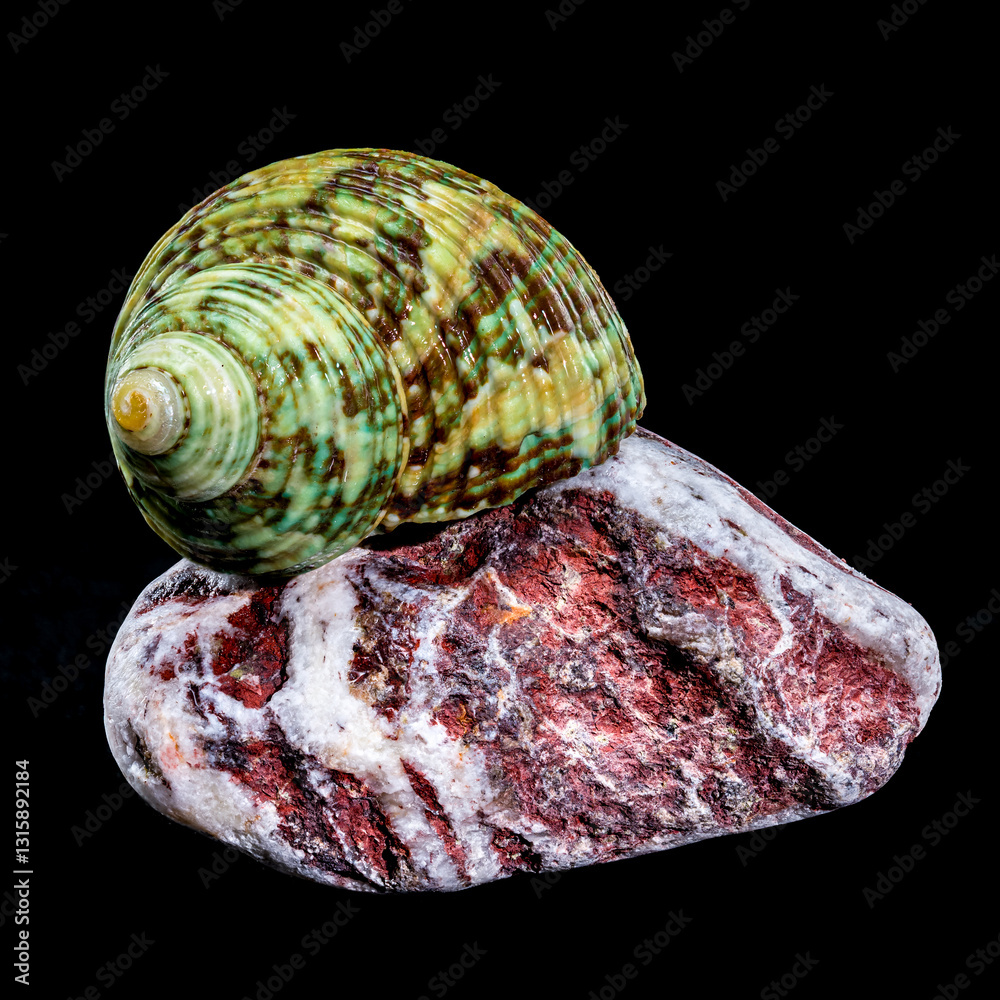 Green Jade Banded Turbo Shell on Stones black background