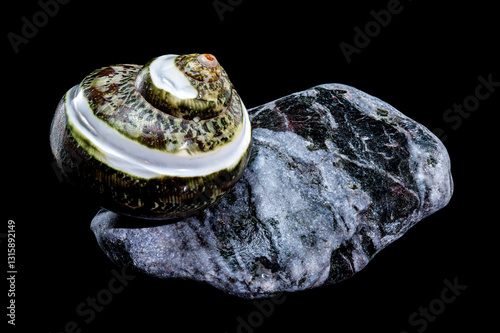Obraz na płótnie Green Jade Banded Turbo Shell on Stones black background w salonie