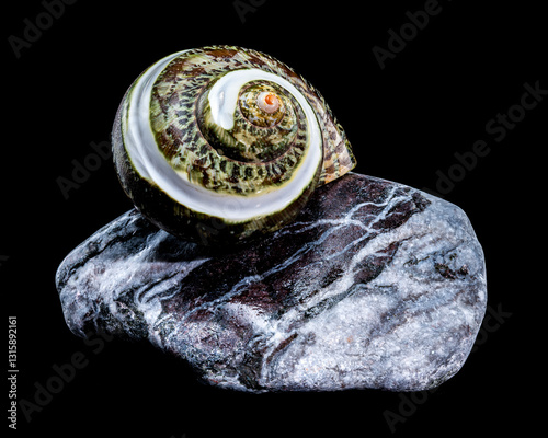 Green Jade Banded Turbo Shell on Stones black background