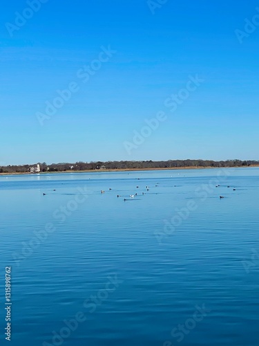 birds over water