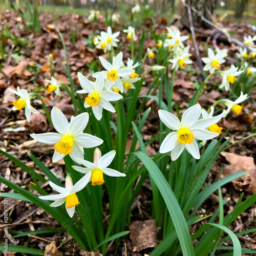 Narcissus in the undergrowth