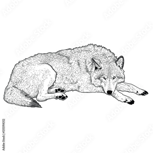 drawing of a wolf laying down on the ground