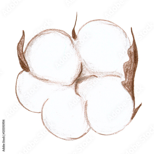 beige light cotton flower with brown leaves, raster hand drawing with colored pencils, decorative element. white background