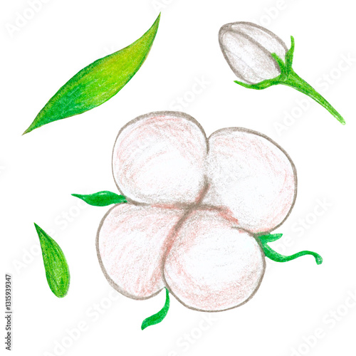 beige light cotton flower with green leaves, raster hand drawing with colored pencils, decorative element. white background