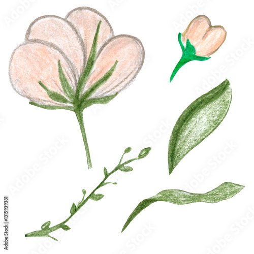 beige light cotton flower with green leaves, raster hand drawing with colored pencils, decorative element. white background