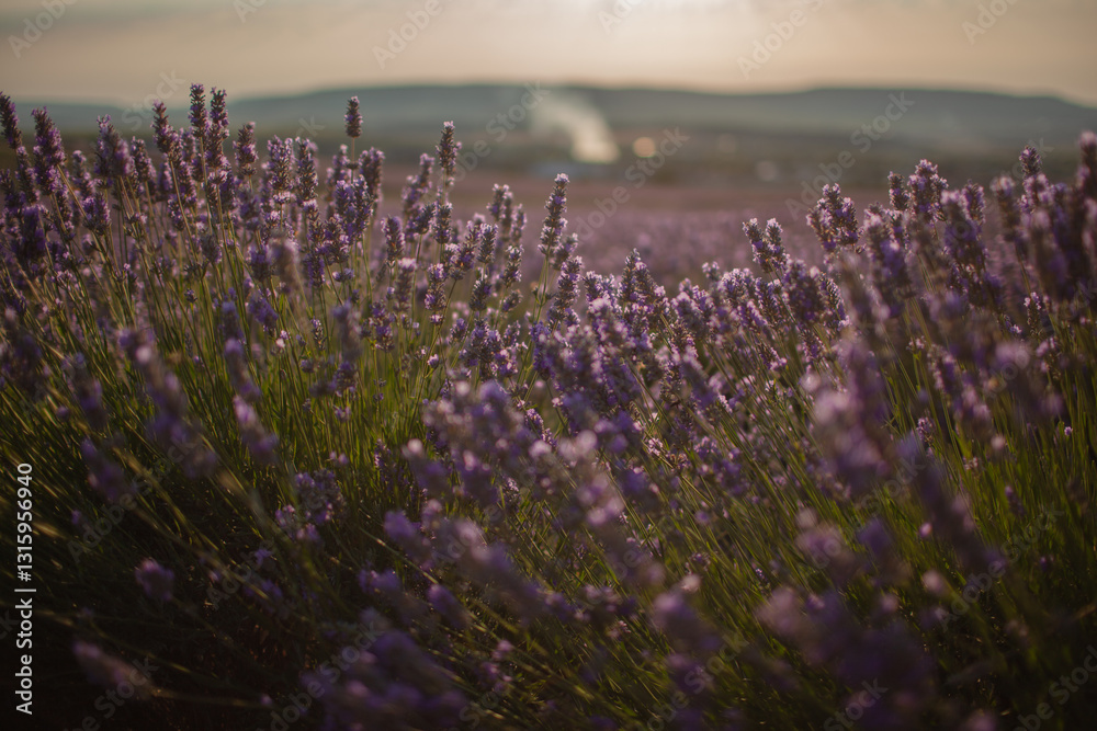 Obraz premium a lavender field at sunset. The golden light bathes the landscape, csting a warm glow on the vibrant purple flowers in the meadow