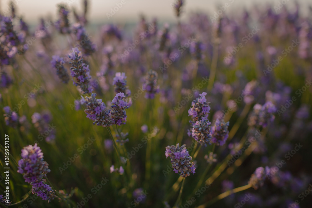 Obraz premium a lavender field at sunset. The golden light bathes the landscape, csting a warm glow on the vibrant purple flowers in the meadow