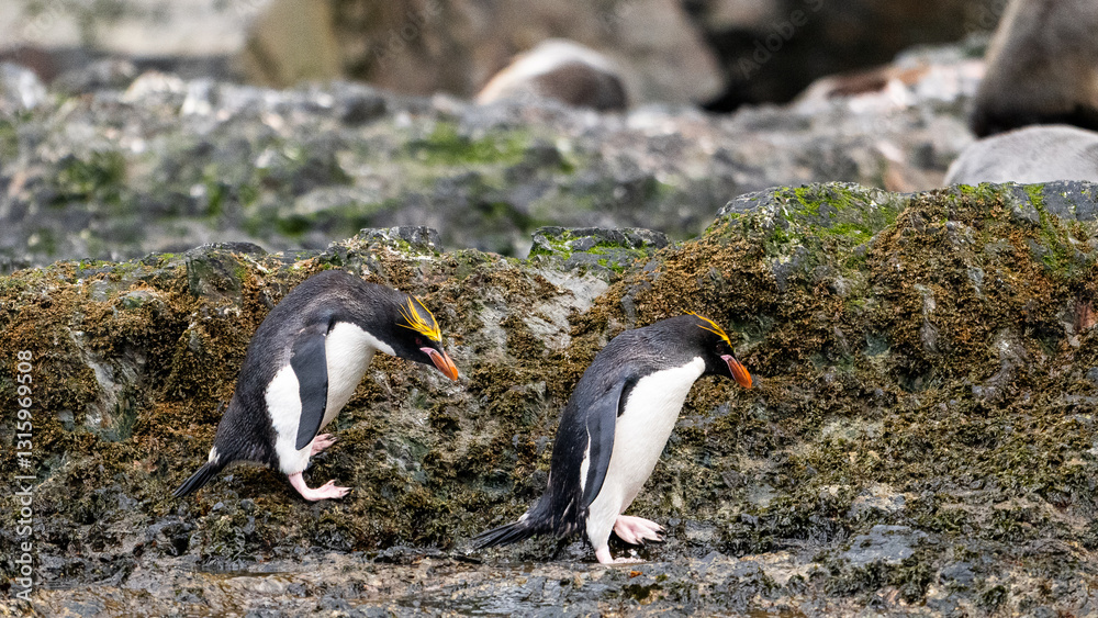 Fototapeta premium photographing South Georgia Cooper bay with macaroni penguins