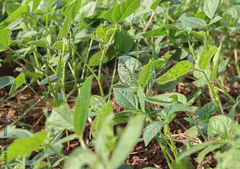 Obraz premium Soybean leaf disease, damage by abiotic stress, crop planting at the fields