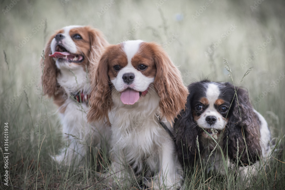 Beautiful purebred Cavalier King Charles Spaniel outdoors. Beautiful purebred Cavalier King Charles Spaniel outdoors.