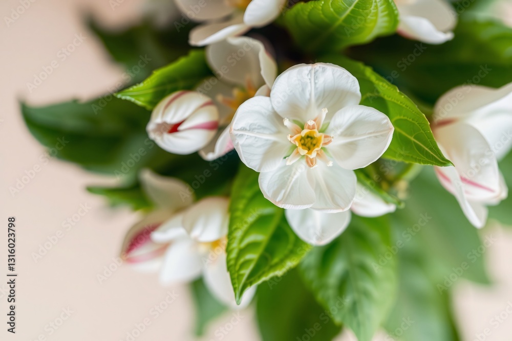 Fototapeta premium Vibrant white flowers with fresh green leaves beautifully captured with a delicate background