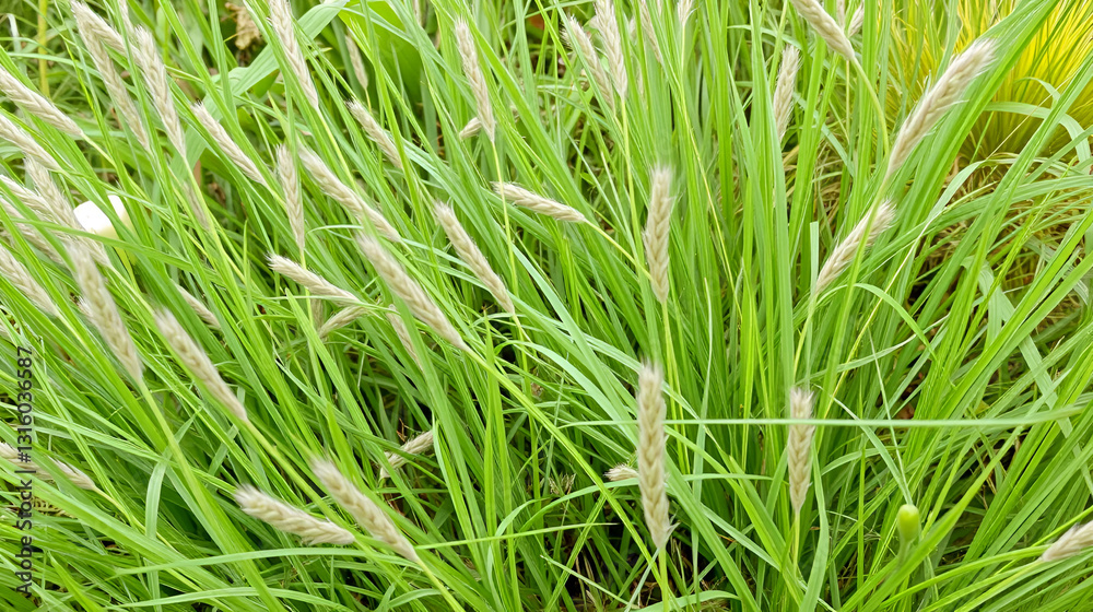 Poa trivialis (rough bluegrass, rough-stalked meadow-grass or rough meadow-grass ), is ornamental plant. It is part of grass family. Poa trivialis (rough bluegrass, rough-stalked meadow-grass or rough meadow-grass ), is ornamental plant. It is part of grass family.