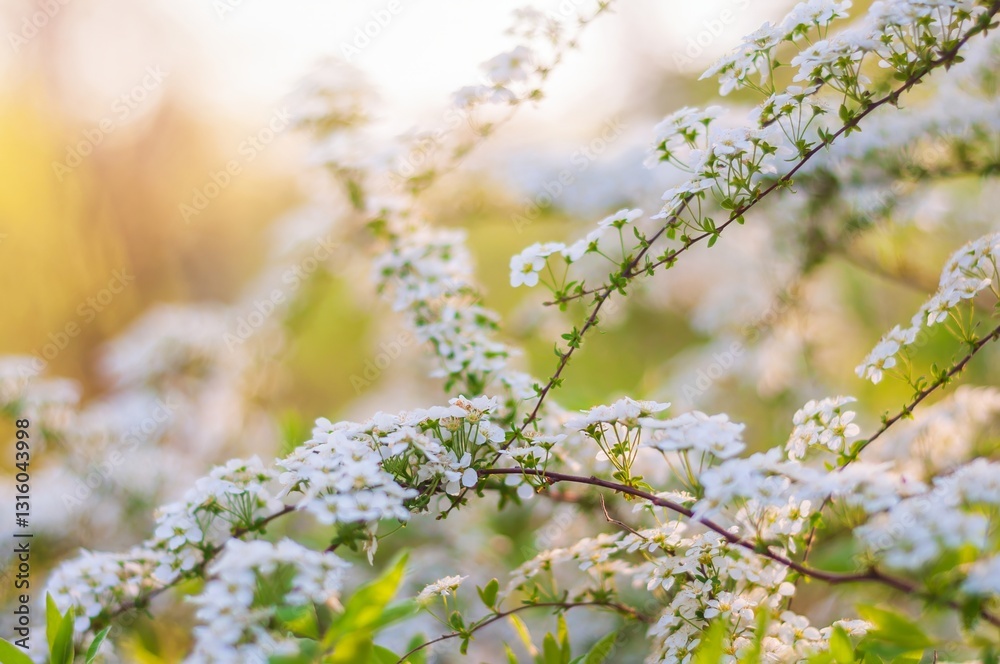A profusion of tiny white spiraea flowers blooms on delicate branches in the warm sunlight of spring. A profusion of tiny white spiraea flowers blooms on delicate branches in the warm sunlight of spring.