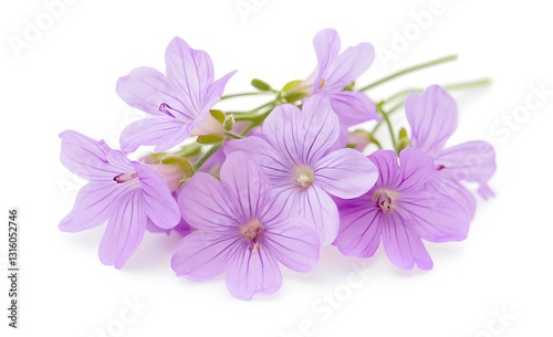 Delicate Lilac Flowers Bouquet: A Close-Up of Soft Purple Blooms