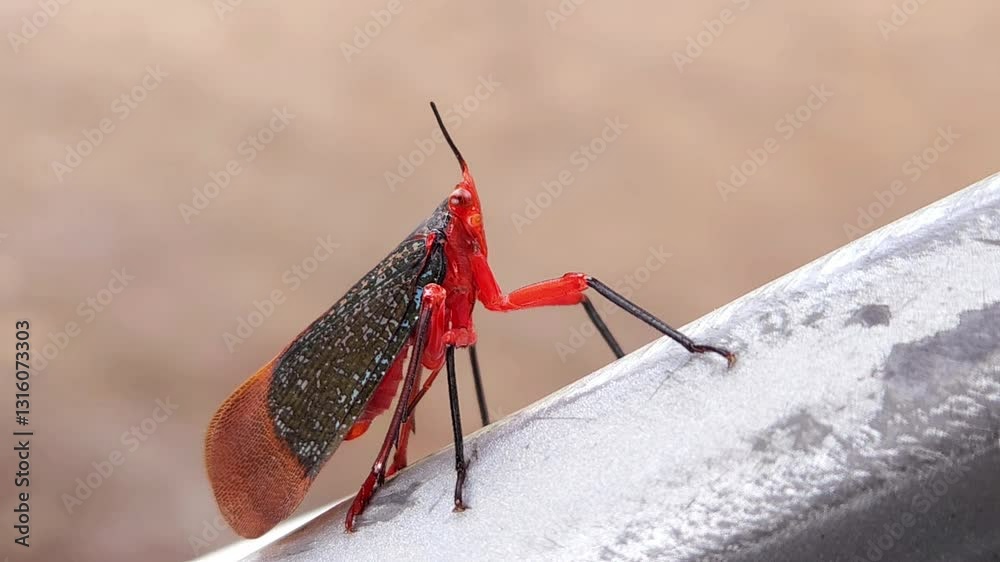 Rare bug black and red variety, India
