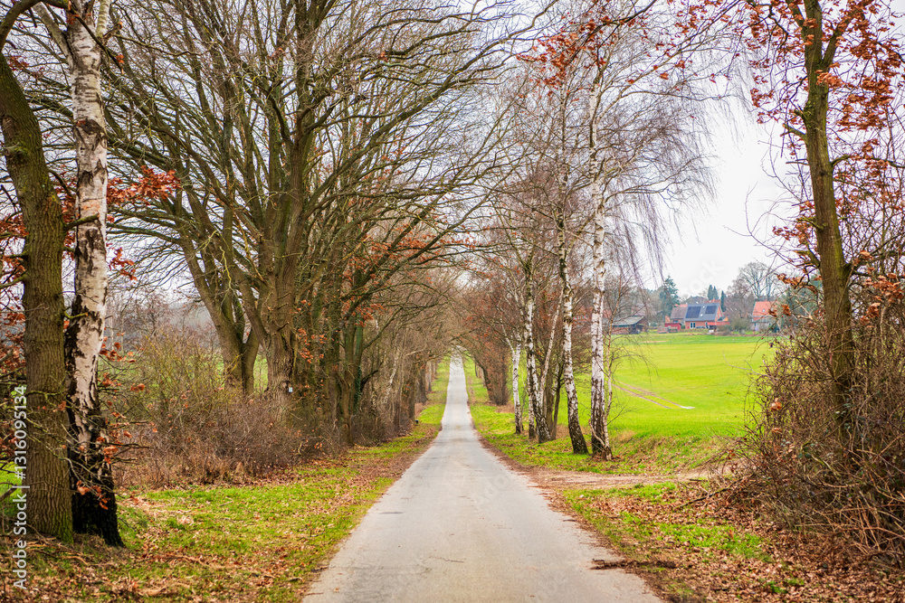 Fototapeta premium Country road to village. Straight country way and autumn nature. Rural road through alley in fall. Rural way to village in countryside. Road in countryside. Country road with trees