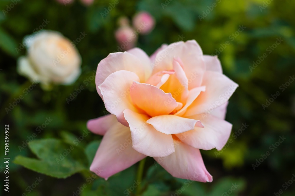 Fototapeta premium Close-up view of a single, light peach rose in full bloom, set against a soft green, blurred background.