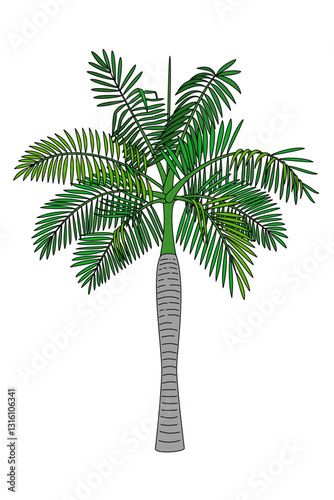 vector flat black line palm tree. Clip art isolated on transparent background.