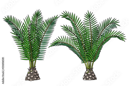 vector flat black line palm tree. Clip art isolated on transparent background.