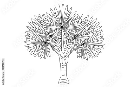 vector outline palm tree. Clip art isolated on transparent background.