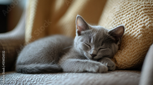 Sleepy gray kitten resting on a chair photo