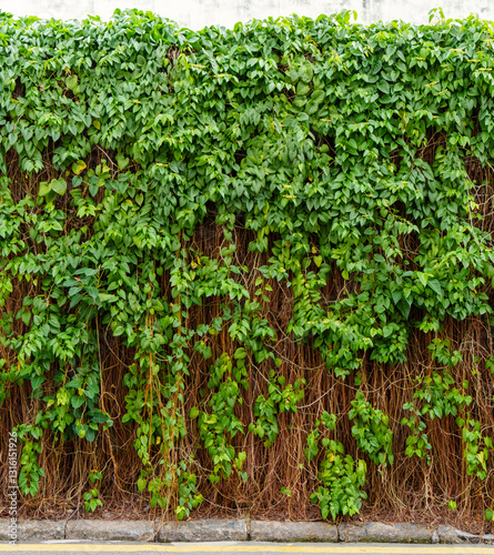 Lush Green Vine Wall Over Concrete, Natural Overgrowth Texture