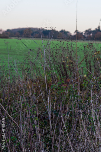 Winter Hedgerow with Dried Wildflower Seedheads Overlooking Green Field in British Countryside. Dormant umbellifer stems and native plants create natural field boundary in rural agricultural landscape