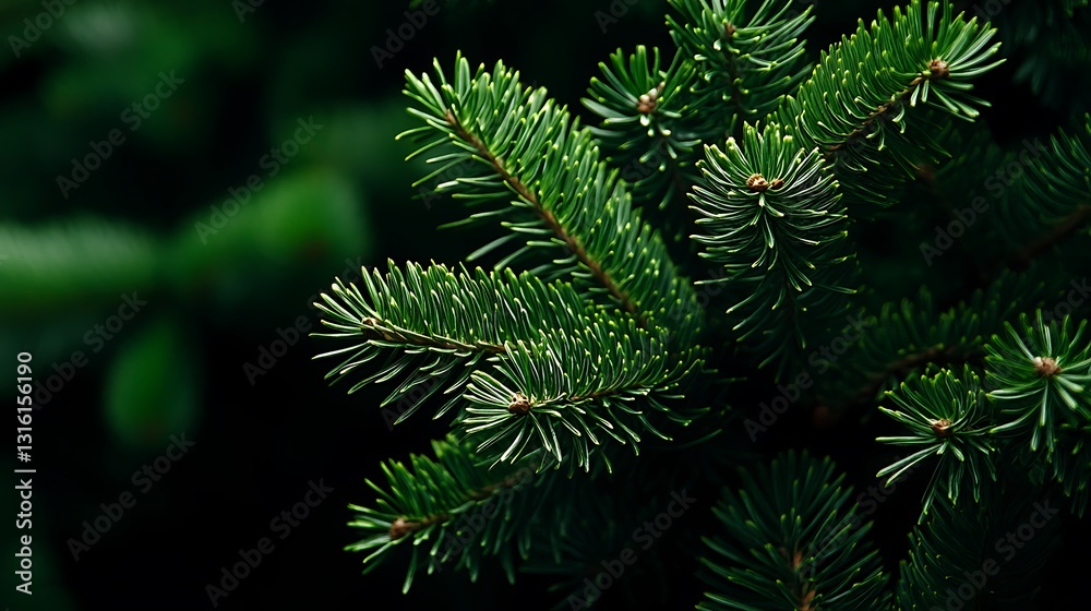 Evergreen Fir Branches Close-Up: Lush Green Needles in a Dark Forest AI Generated Evergreen Fir Branches Close-Up: Lush Green Needles in a Dark Forest AI Generated