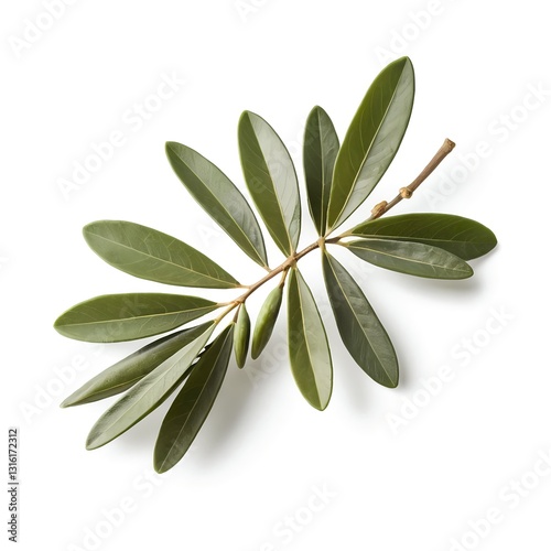 Lush Green Branch with Elliptical Leaves and Buds