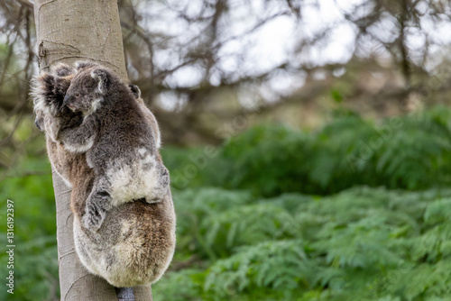 Canvas Print A baby australian koala (Phascularctos cinereous) being carried by its mother
