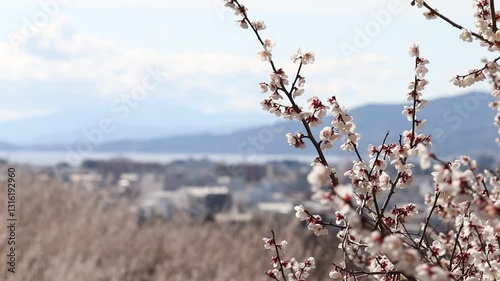 神奈川県小田原市　梅