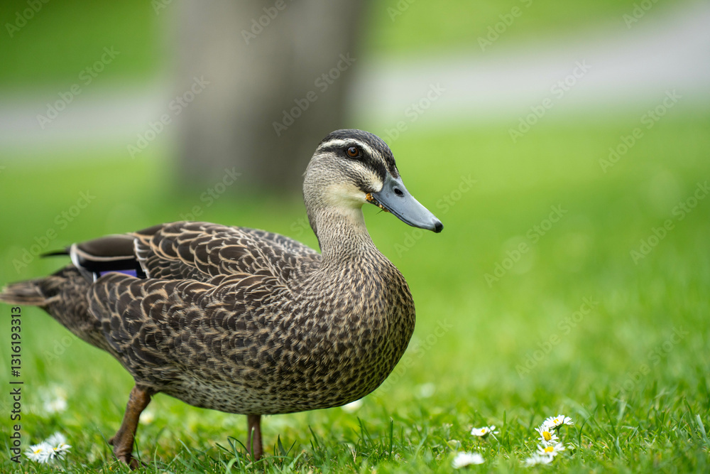 ducks in a park on a pond and on grass ducks in a park on a pond and on grass