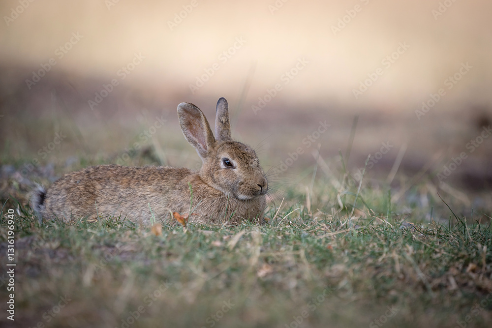 Fototapeta premium lying field hare