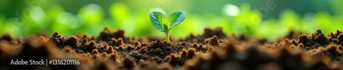 Greenhouse soil with fungal growth and affected plants, fungus, infected, disease